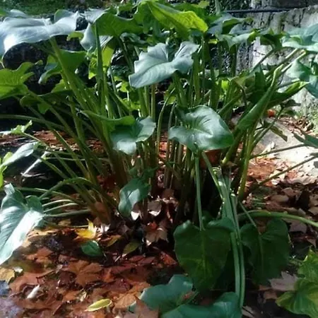 Casa Na Termal Monchique