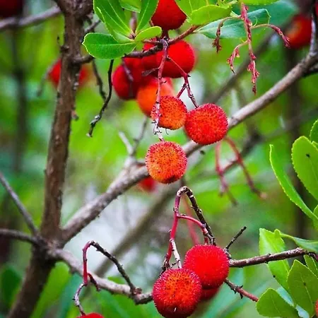 Casa Na Termal * Monchique
