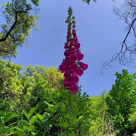 Casa Na Termal Σπίτι διακοπών *