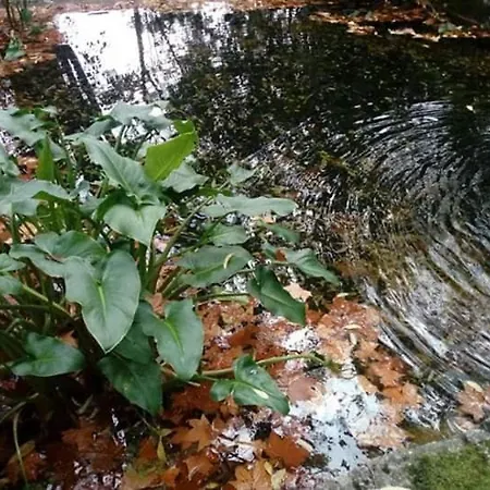 Casa Na Termal Σπίτι διακοπών