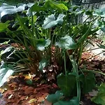 Casa Na Termal مونشيك