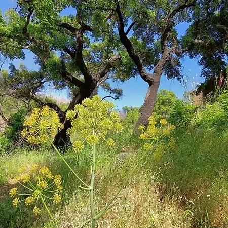 Casa Na Termal Feriehus *